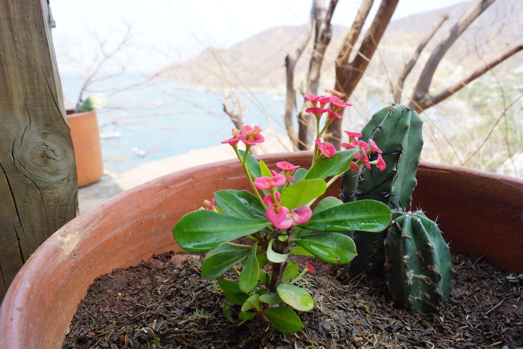 Hotel Cactus Taganga Dış mekan fotoğraf